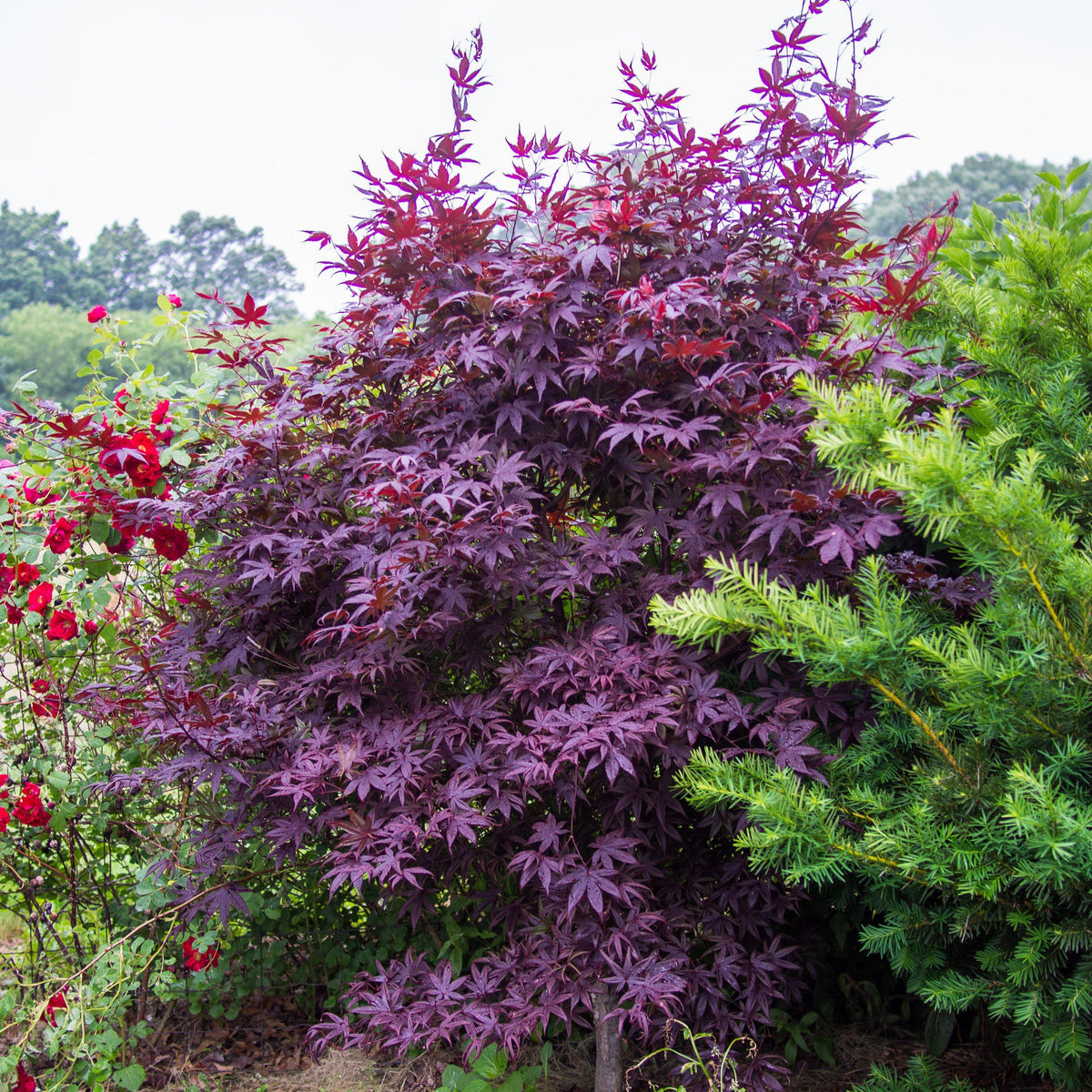 Acer palmatum 'Bloodgood'  - Japanese Maple 'Bloodgood'