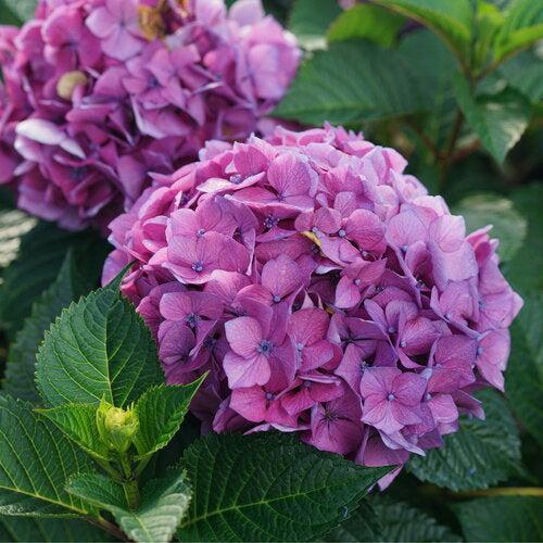 Hydrangea macrophylla 'SMNHMTB' PP35,317  - Let's Dance® Loveable® Hydrangea