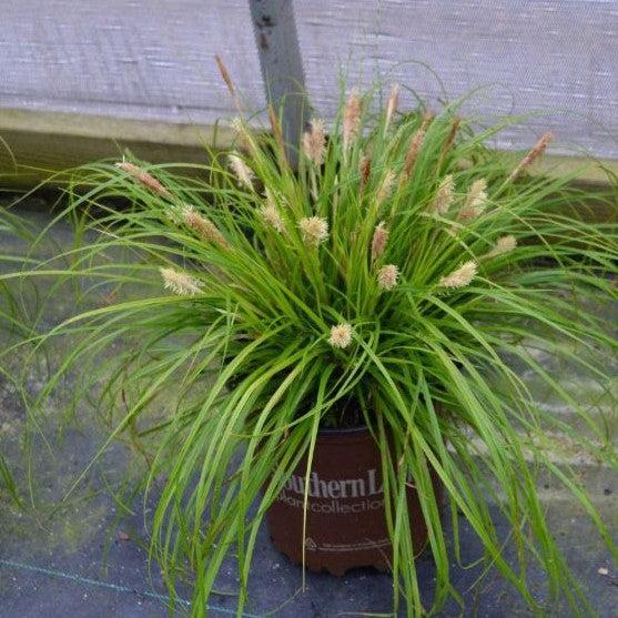 Carex oshimensis 'Everillo' PP#21,002  - EverColor® Everillo Sedge