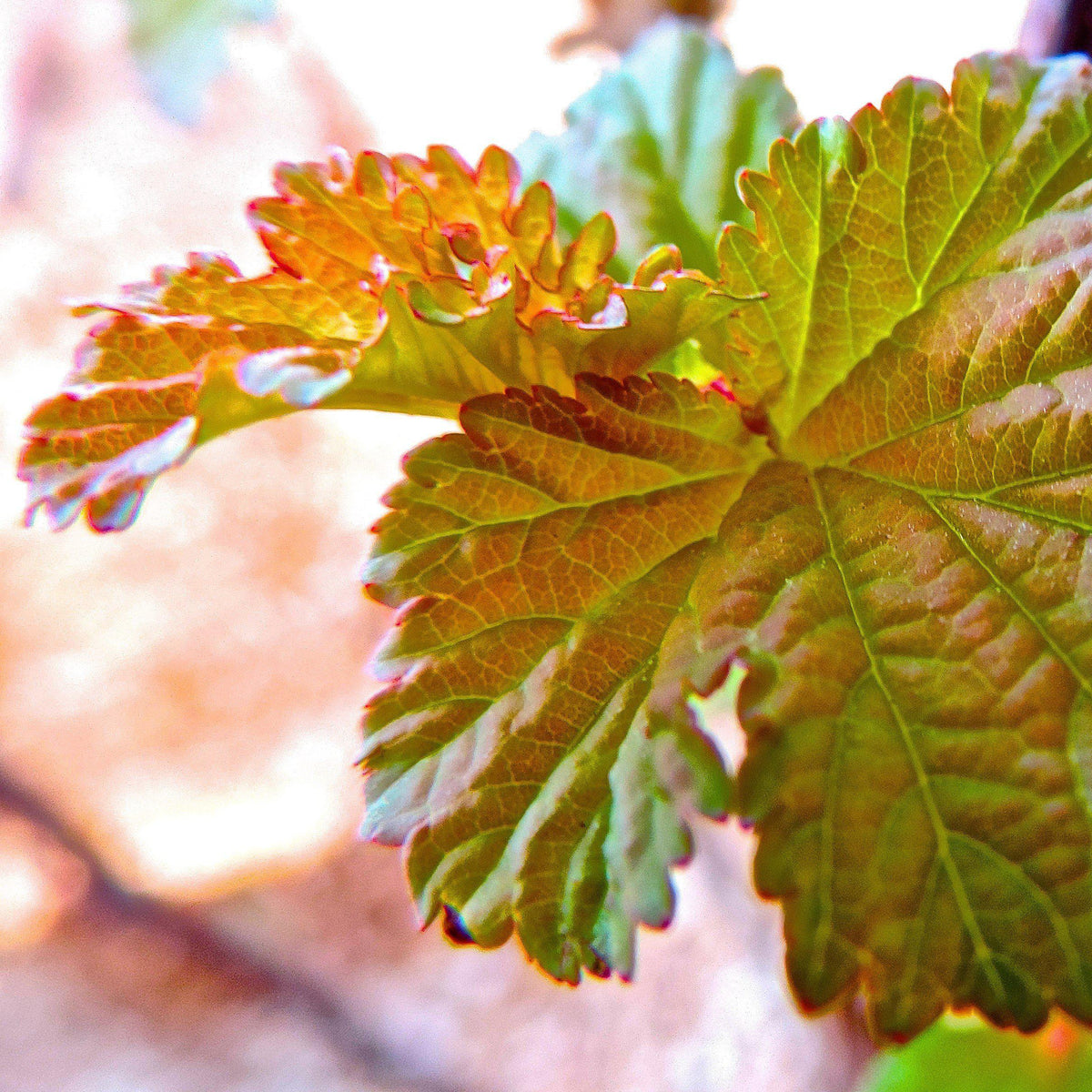 Physocarpus opulifolius 'Jefam'  - First Editions® Amber Jubilee™ Ninebark
