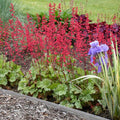 Heuchera 'Dolce Spearmint' PP31281  - Dolce® Spearmint Heuchera