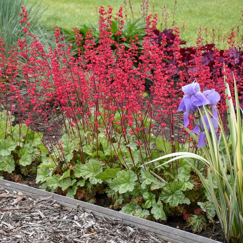 Heuchera 'Dolce Spearmint' PP31281  - Dolce® Spearmint Heuchera