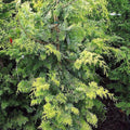 Chamaecyparis obtusa 'Crippsii'  - Golden Hinoki False Cypress