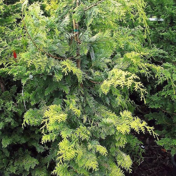 Chamaecyparis obtusa 'Crippsii'  - Golden Hinoki False Cypress
