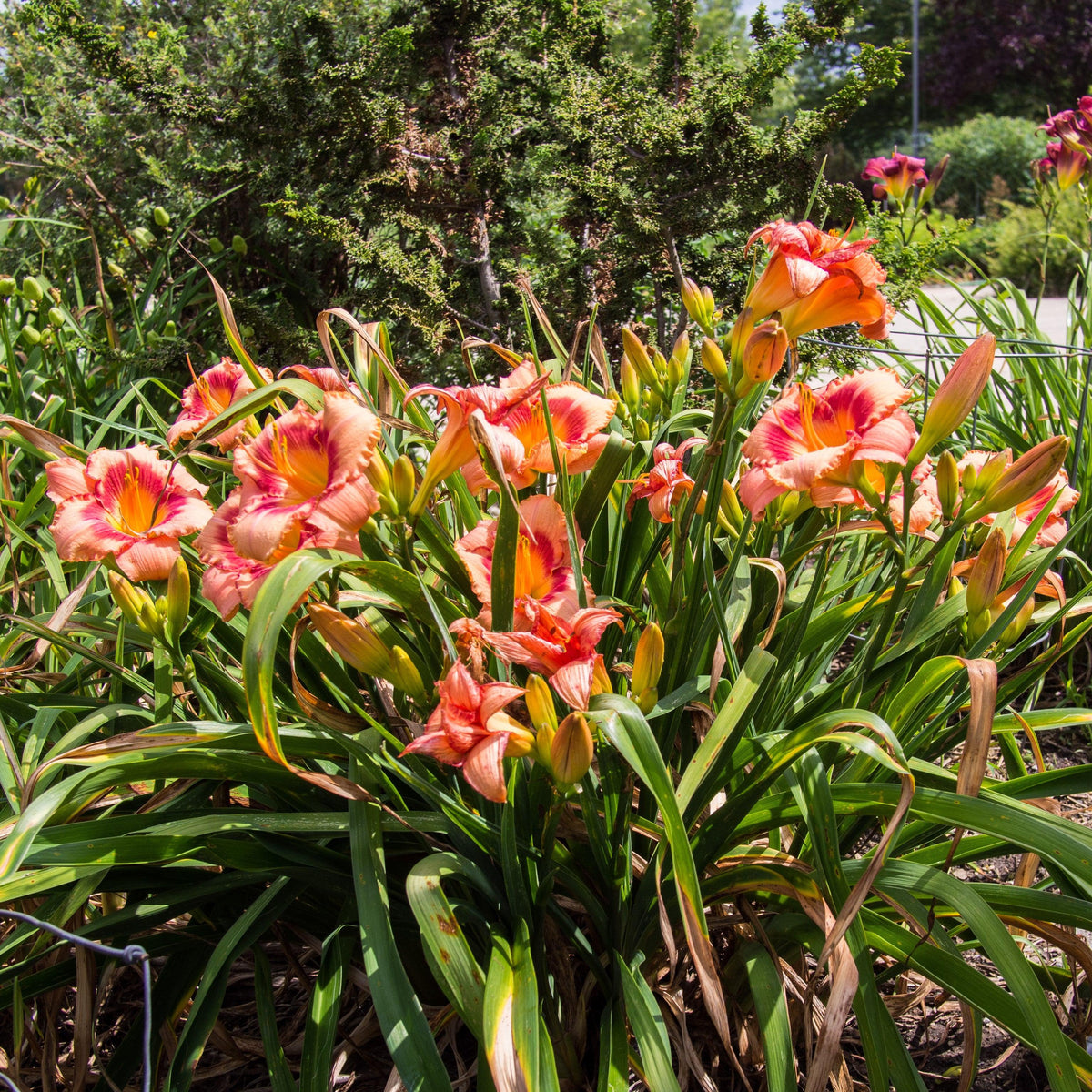 Hemerocallis 'Strawberry Candy'  - Strawberry Candy Daylily