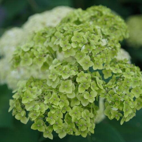 Hydrangea arborescens 'SMNHRL' PP34,418  - Invincibelle Sublime™ Smooth Hydrangea