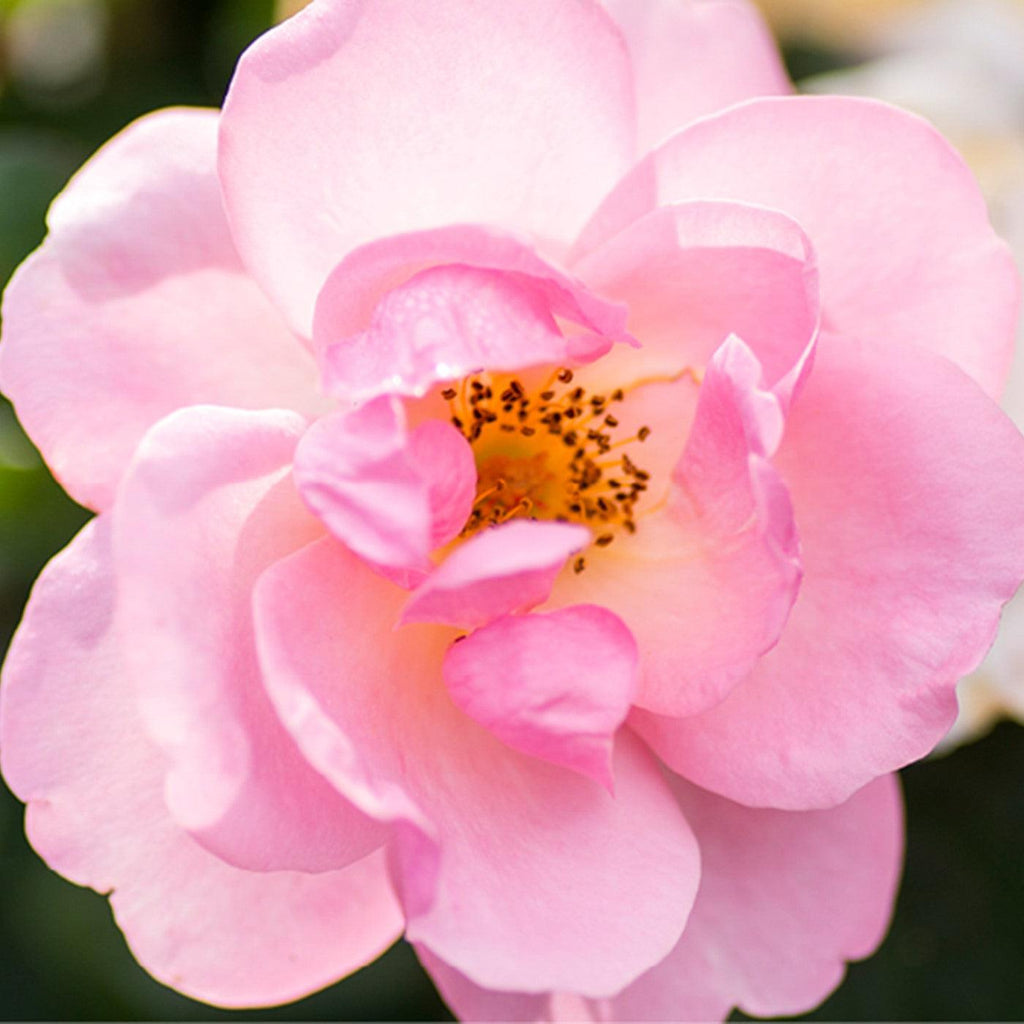 Rosa 'Radgor'  - Knock Out® Peachy Rose