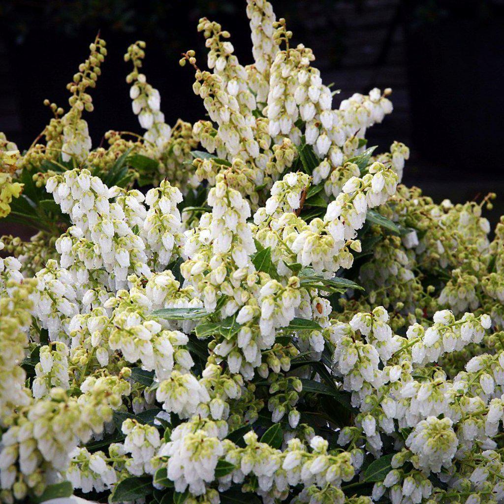 Pieris japonica 'Cavatine'  - Cavatine Pieris