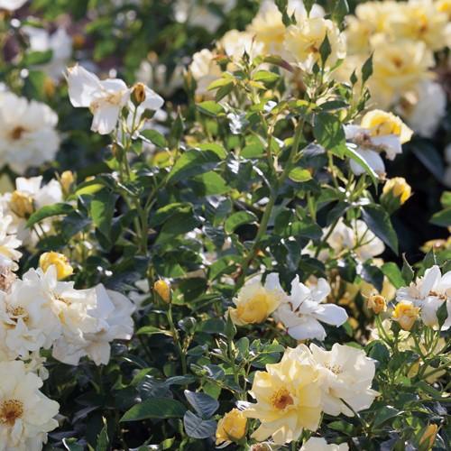 Rosa ‘Meisentmil' PP 20,635  - Lemon Drift® Rose