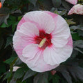Hibiscus 'Perfect Storm' PP27,880  - Summerific® Perfect Storm Hibiscus