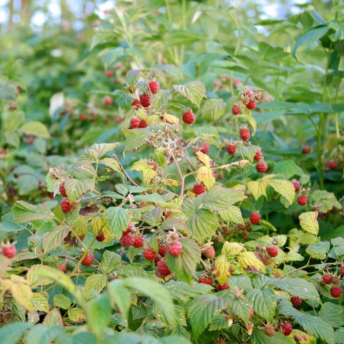 Rubus idaeus 'Caroline' PP10412  - Caroline Raspberry