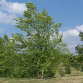 Betula nigra  - River Birch
