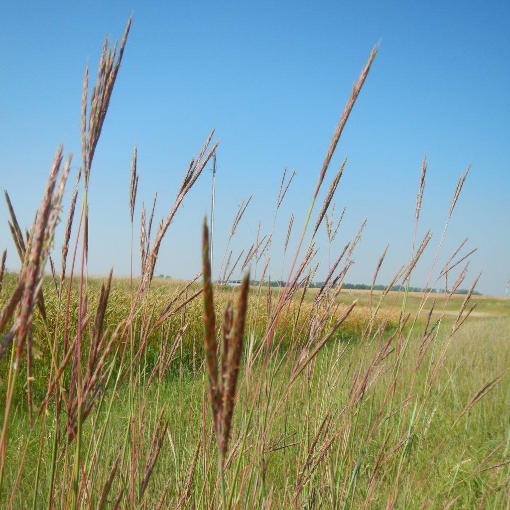 Andropogon gerardii  - Big Bluestem