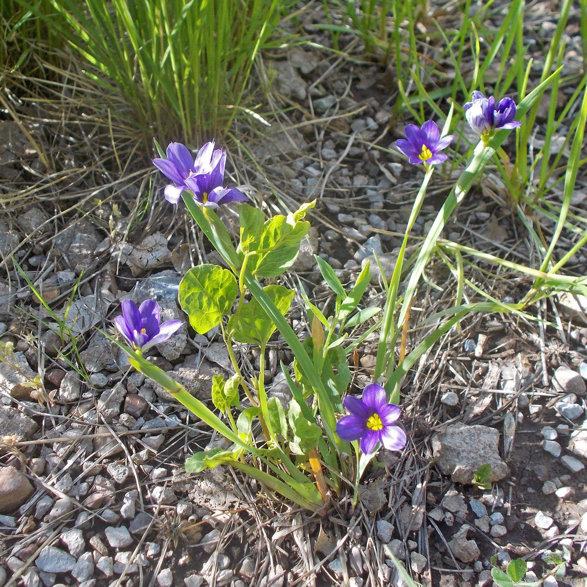 Sisyrinchium angustifolium 'Lucerne'  - Lucerne Blue-Eyed Grass