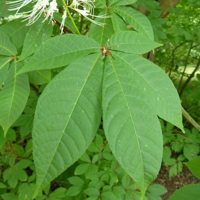 Aesculus parviflora  - Buckeye Bottlebrush