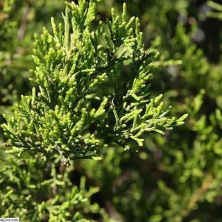 Juniperus virginiana 'Brodie'  - Brodie Red Cedar