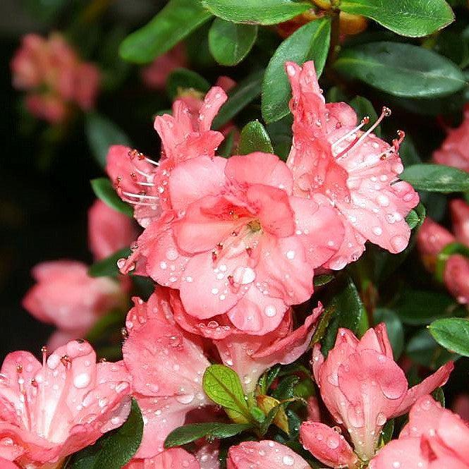 Rhododendron 'Blaauw's Pink'  - Blaauw's Pink Azalea