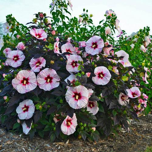 Hibiscus 'Perfect Storm' PP27,880  - Summerific® Perfect Storm Hibiscus