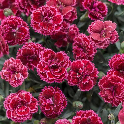 Dianthus 'Black Cherry Frost'  - Fruit Punch® Black Cherry Frost Dianthus