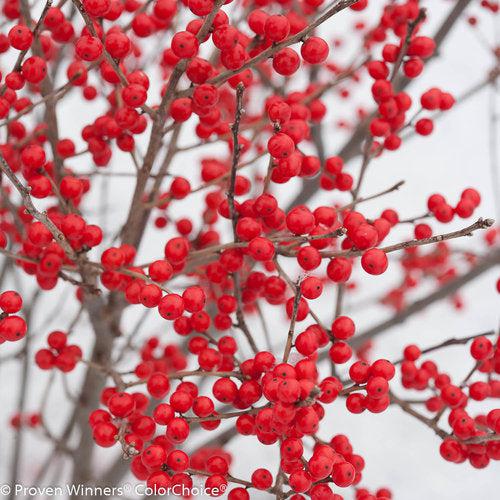 Ilex verticillata 'FarrowBPop' USPP 25,83  - Berry Poppins® Winterberry