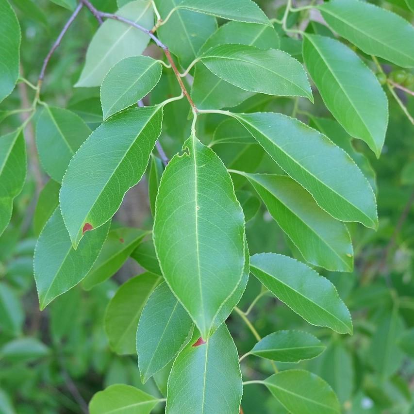 Prunus serotina  - Black Cherry