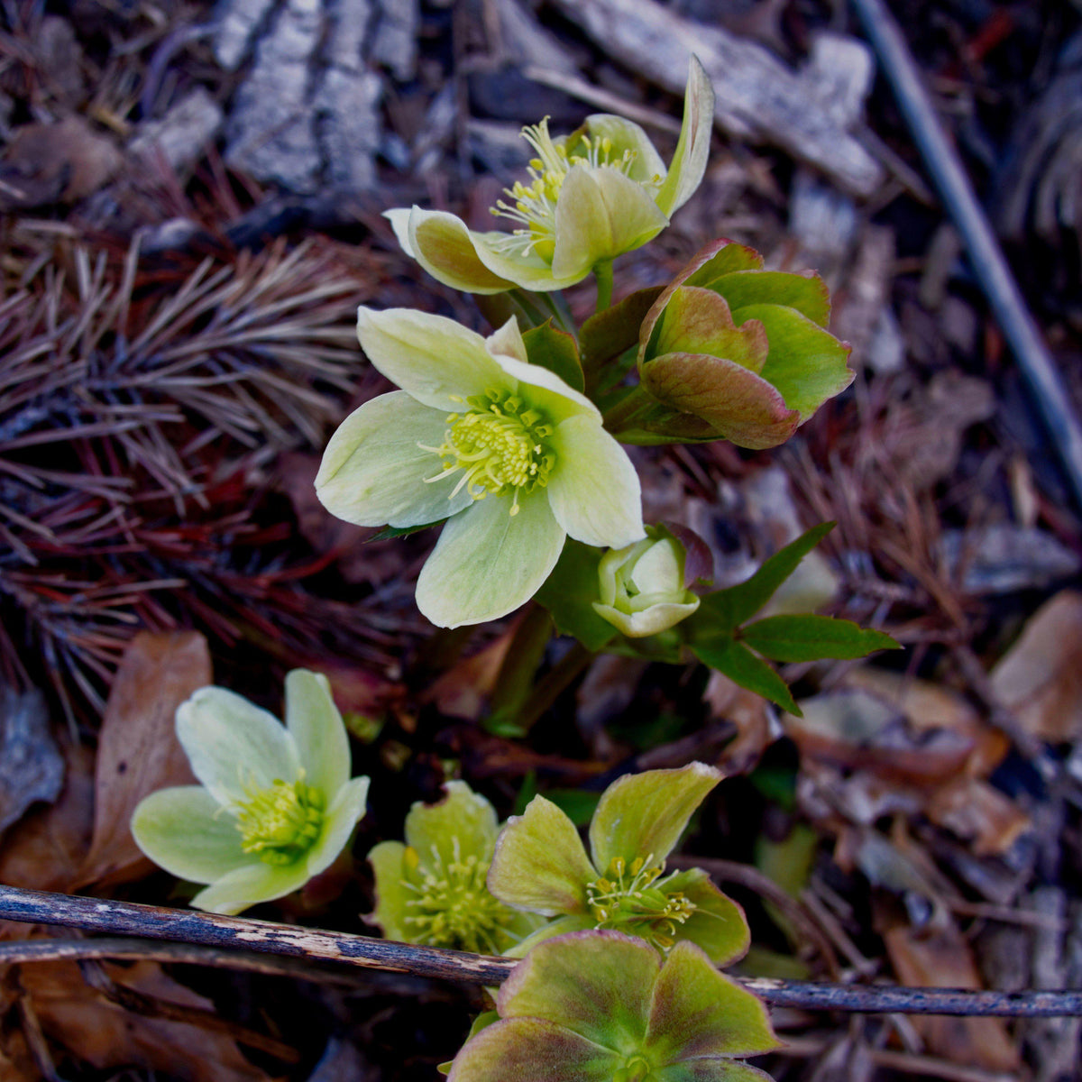 Helleborus x ericsmithii 'COSEH 730'  - HGC® Champion Lenten Rose