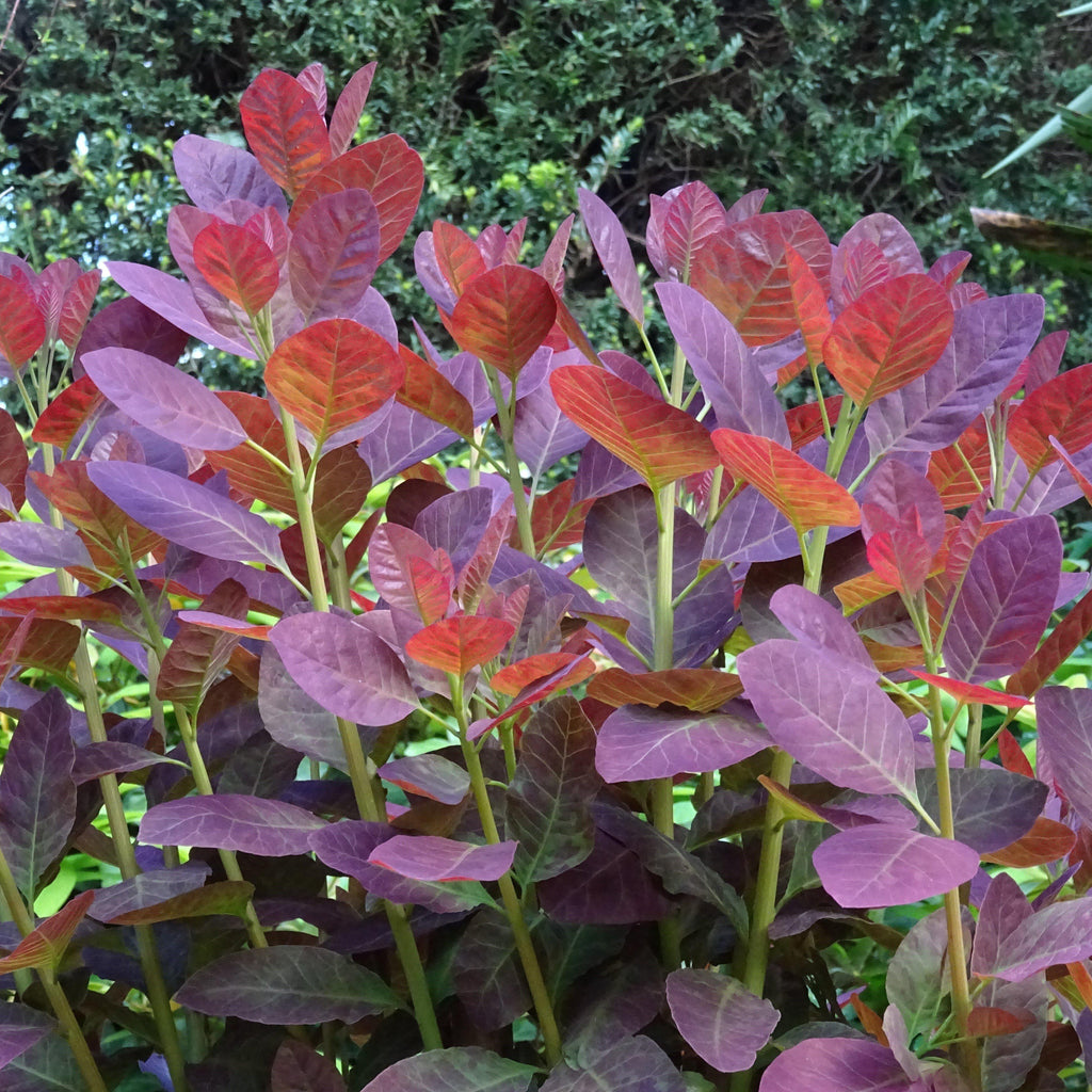 Cotinus coggygria 'Royal Purple'  - Royal Purple Smoke Tree