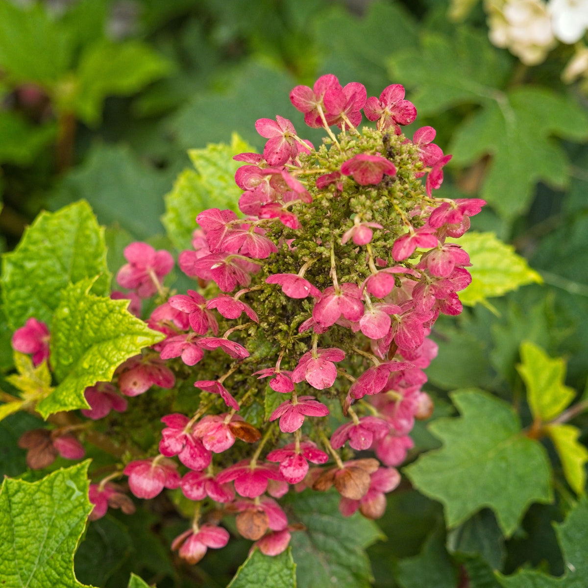 Hydrangea quercifolia 'Ruby Slippers'  - Ruby Slippers Oakleaf Hydrangea