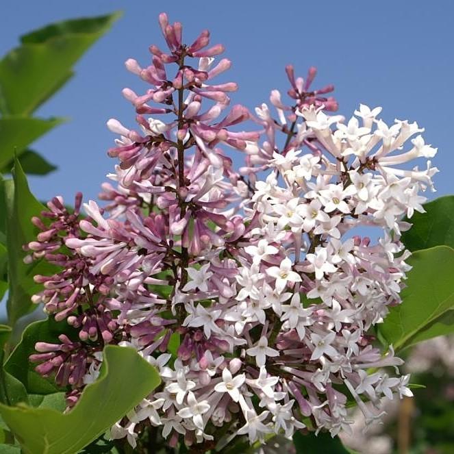 Syringa pubescens subsp. patula 'Miss Kim'  - Miss Kim Manchurian Lilac