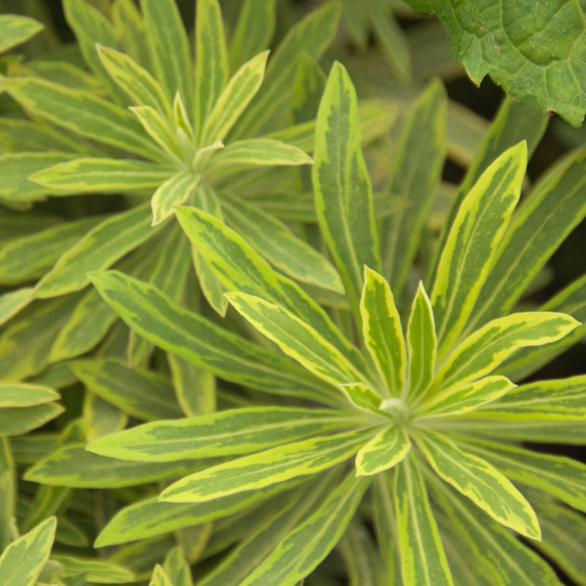 Euphorbia x martinii 'Ascot Rainbow'  - Ascot Rainbow Spurge