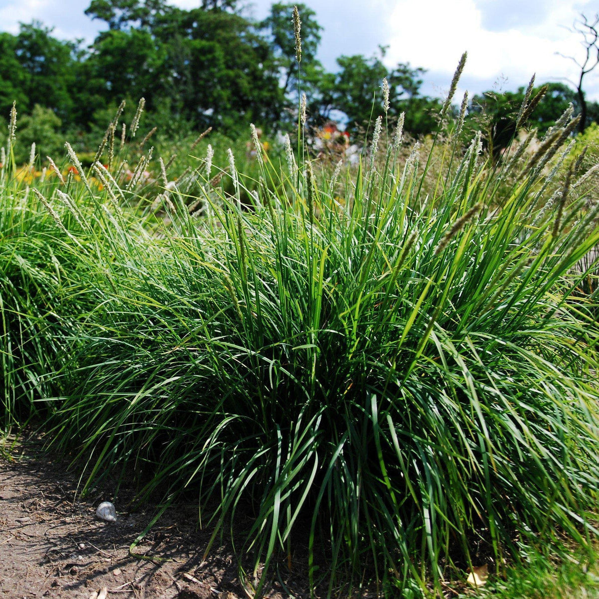 Sesleria autumnalis  - Autumn Moor Grass