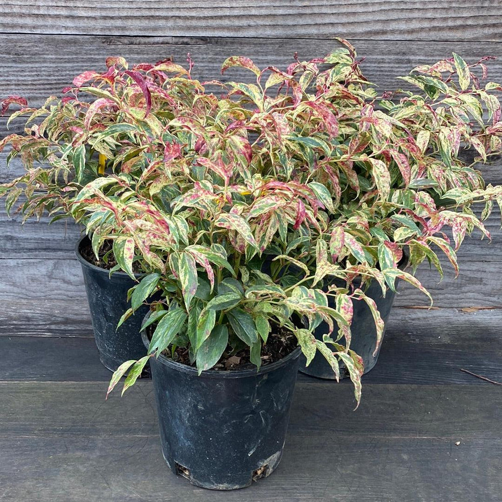 Leucothoe fontanesiana 'Rainbow'  - Rainbow Drooping Leucothoe