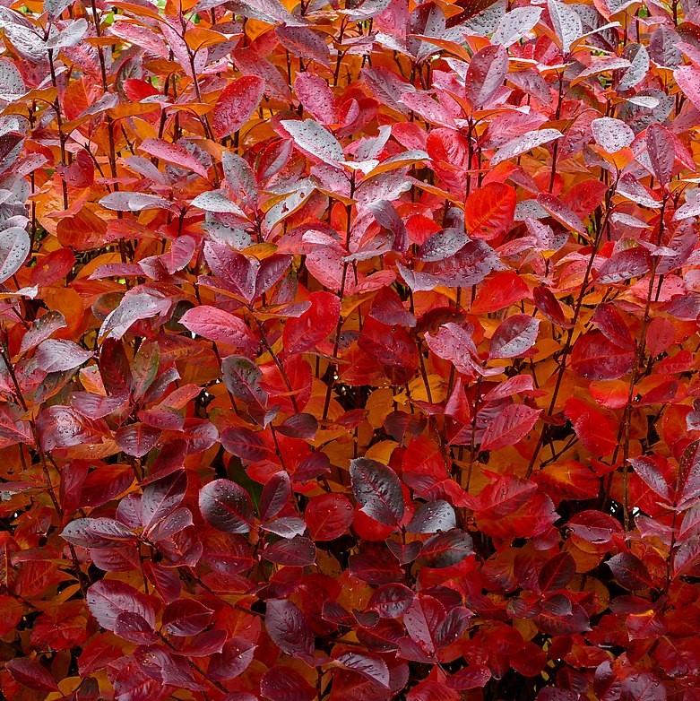 Aronia melanocarpa  - Black Chokeberry