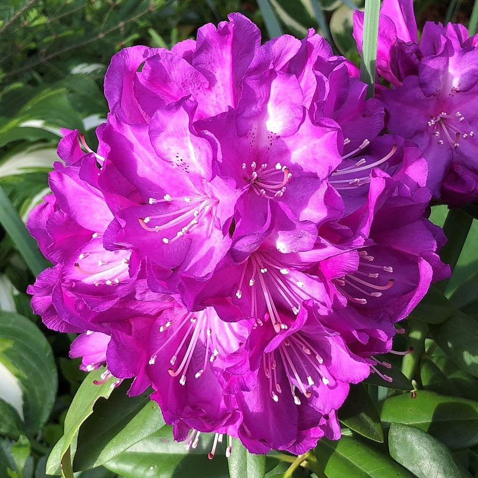 Rhododendron x 'Purple Passion'  - Purple Passion Rhododendron