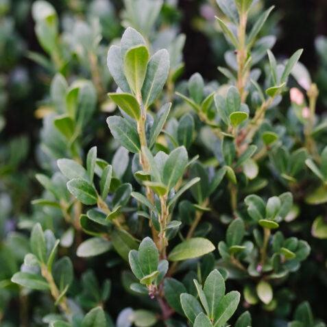 Ilex crenata 'MAD-IC-I' PP32,035  - First Editions® Chubby Hubby™ Japanese Holly