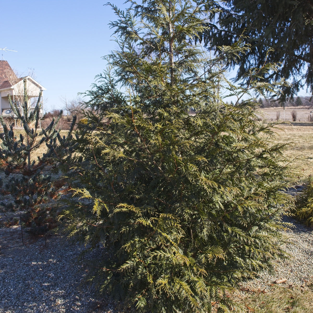 Thuja plicata 'Grovepli'  - Spring Grove® Arborvitae