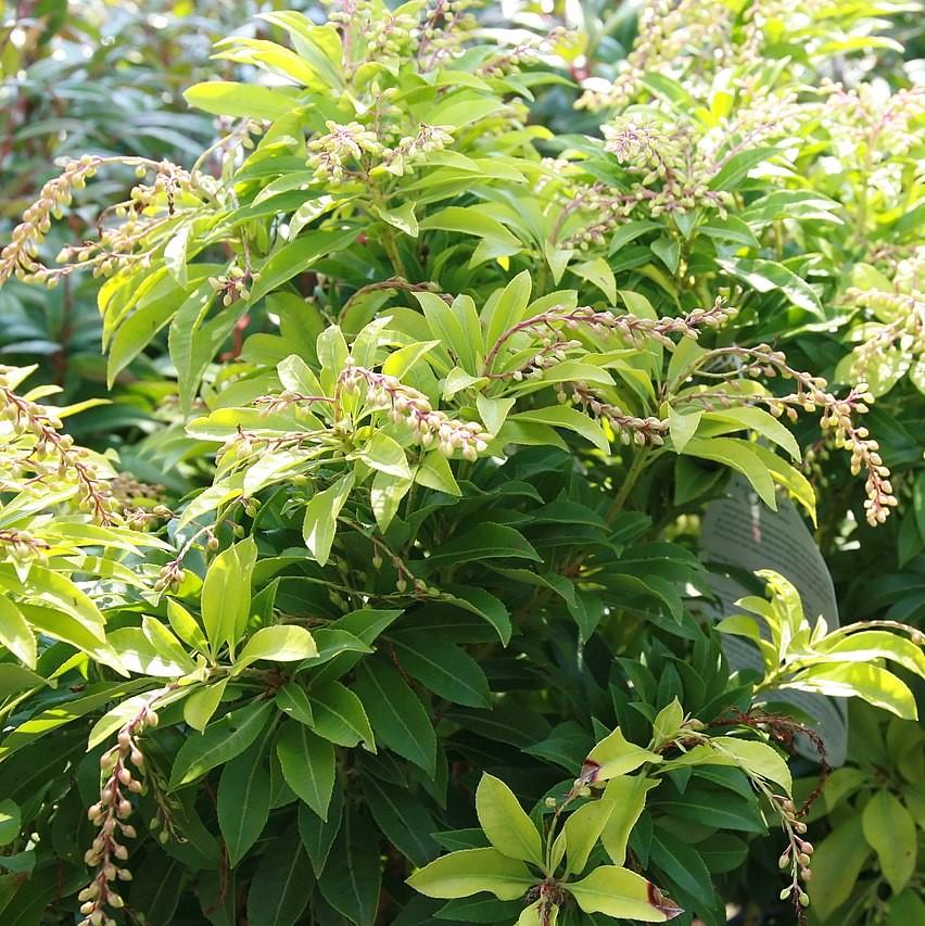 Pieris japonica 'Mountain Fire'  - Mountain Fire Pieris