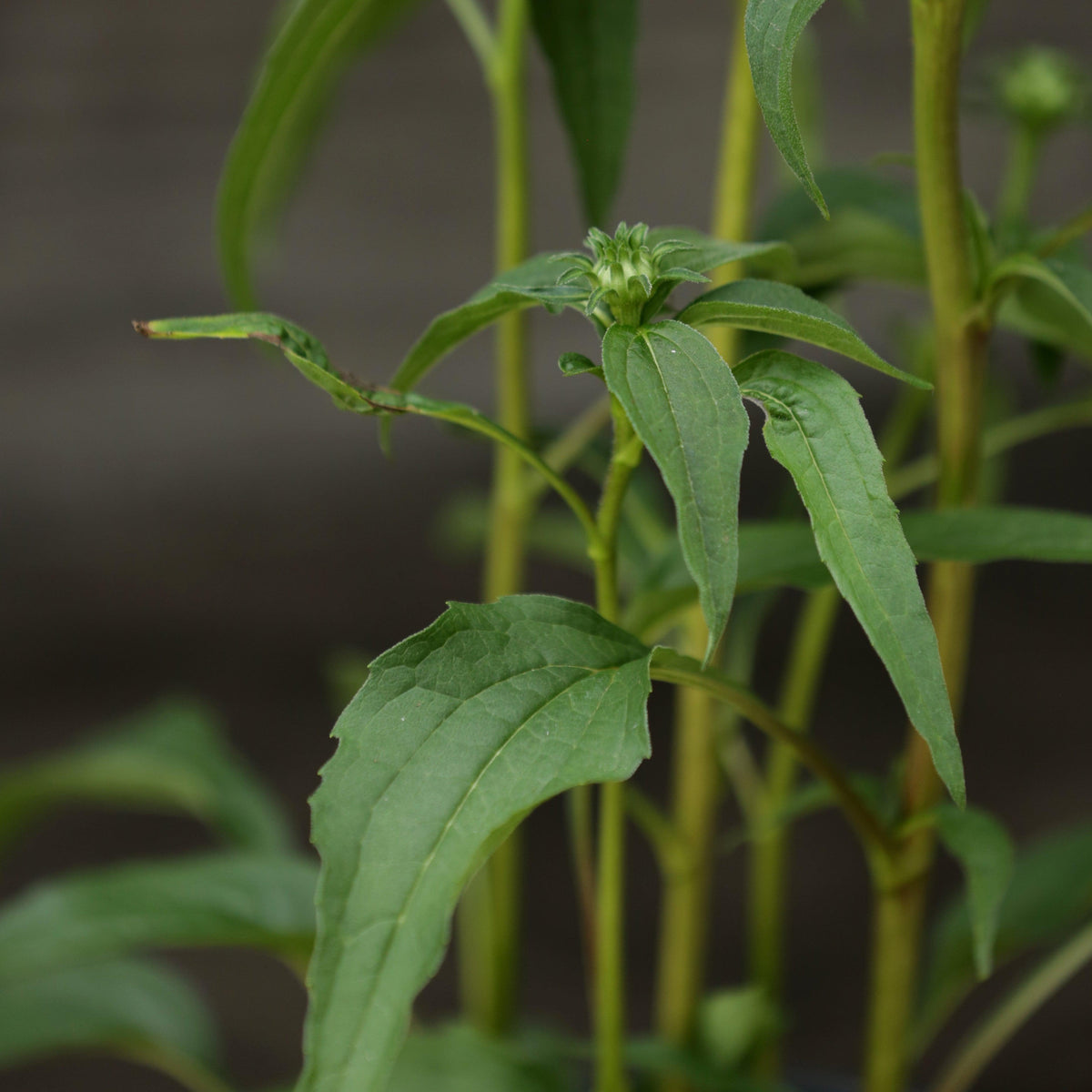 Echinacea purpurea 'PAS702917'  - PowWow® Wild Berry Echinacea, Coneflower