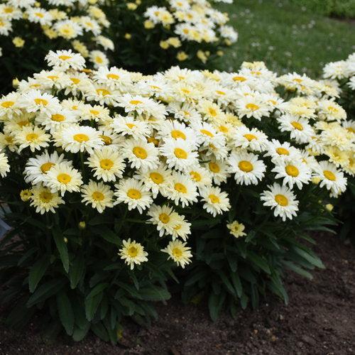 Leucanthemum superbum ’Banana Cream II’  - PW® Amazing Daisies® Banana Cream II Shasta Daisy