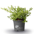 Buxus 'HER2010B04’ PP32273  - BetterBoxwood® Babylon Beauty™ Boxwood