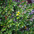 Ilex crenata 'Green Lustre'  - Green Luster Holly