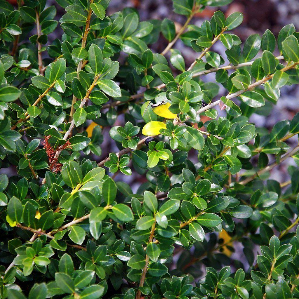 Ilex crenata 'Green Lustre'  - Green Luster Holly
