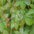 Parthenocissus quinquefolia  - Virginia Creeper