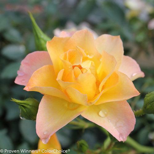 Rosa 'Chewnicebell' PP26532  - PW® Color Choice® OSO Easy Italian Ice® Rose