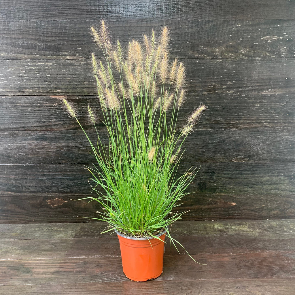 Pennisetum alopecuroides 'Hameln  - Hameln Fountain Grass