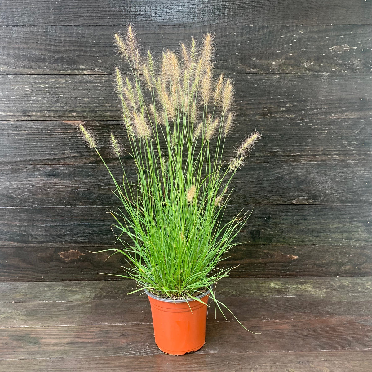 Pennisetum alopecuroides 'Hameln  - Hameln Fountain Grass