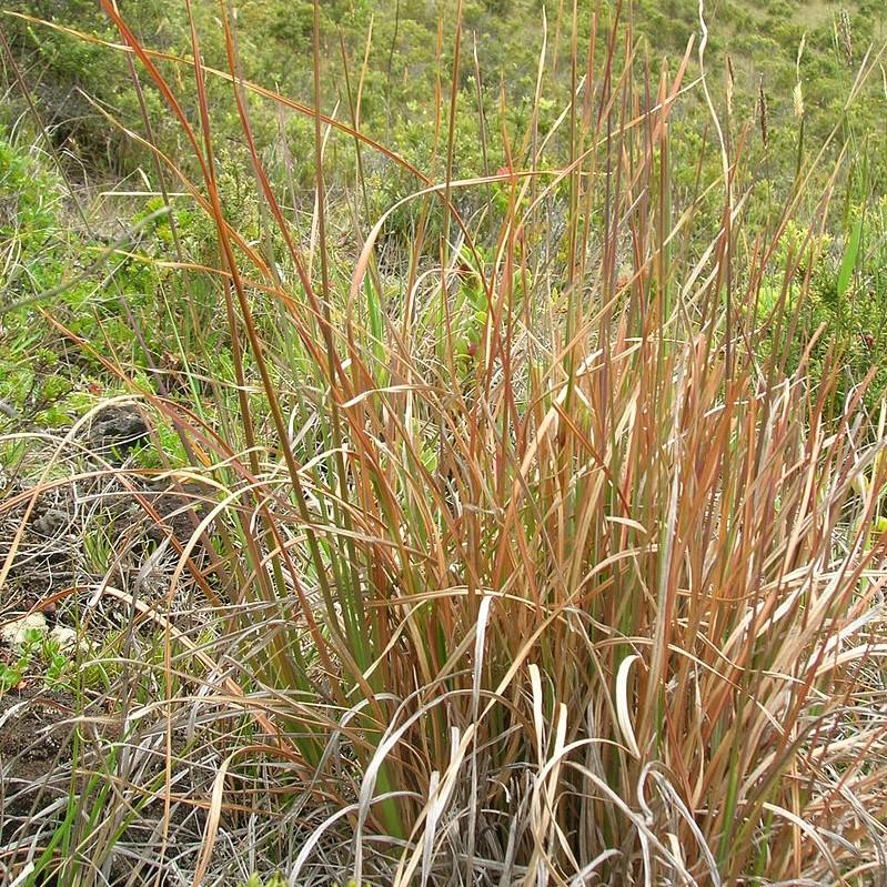 Andropogon virginicus  - Broomsedge, Yellow Bluestem