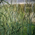 Panicum virgatum 'Heavy Metal'  - Heavy Metal Switch Grass