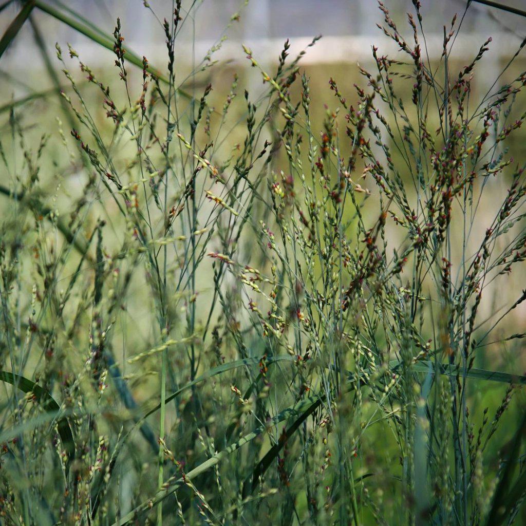 Panicum virgatum 'Heavy Metal'  - Heavy Metal Switch Grass