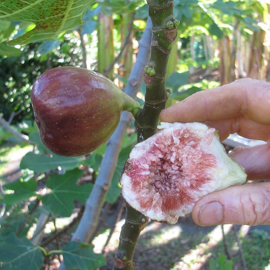 Ficus carica 'Brown Turkey'  - Brown Turkey Fig